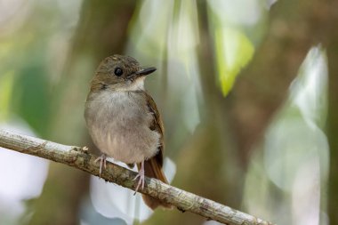 Kaba kuyruklu sinekkapanın ağaç dalına tünediği doğa görüntüsü.