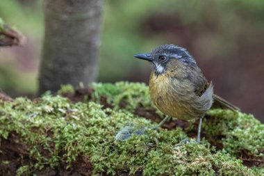 Gri boğazlı Babbler 'ın vahşi yaşam görüntüsü Sabah, Borneo' da derin yağmur ormanlarında çekildi.