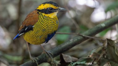 Borneo bantlı pittanın (Hydrornis schwaneri) doğa görüntüsü sadece Borneo 'da bulunur.