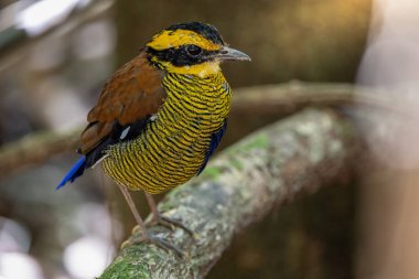 Borneo bantlı pittanın (Hydrornis schwaneri) doğa görüntüsü sadece Borneo 'da bulunur.