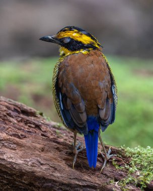 Borneo bantlı pittanın (Hydrornis schwaneri) doğa görüntüsü sadece Borneo 'da bulunur.