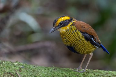 Borneo bantlı pittanın (Hydrornis schwaneri) doğa görüntüsü sadece Borneo 'da bulunur.