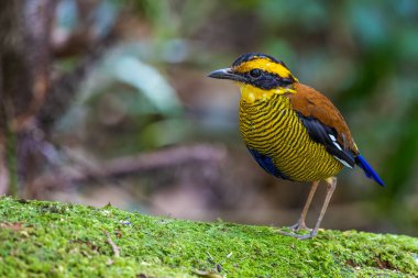 Borneo bantlı pittanın (Hydrornis schwaneri) doğa görüntüsü sadece Borneo 'da bulunur.
