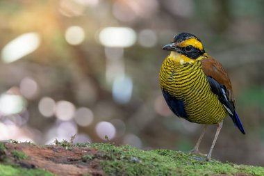 Borneo bantlı pittanın (Hydrornis schwaneri) doğa görüntüsü sadece Borneo 'da bulunur.