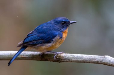 Borneo, Borneo 'daki ormanın derinliklerindeki Borneo kuşunun doğa görüntüsü.