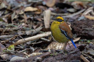 Borneo bantlı pittanın (Hydrornis schwaneri) doğa görüntüsü sadece Borneo 'da bulunur.