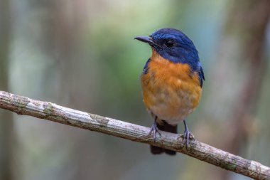 Borneo, Borneo 'daki ormanın derinliklerindeki Borneo kuşunun doğa görüntüsü.