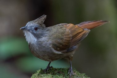 Penan Bulbul kuşunun vahşi doğası derin yağmur ormanlarında