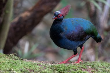 Kekliğin doğa portresi resmi (Rollulus rouloul) ayrıca derin orman ormanlarında bulunan ibikli ahşap keklik, roul-roul, kırmızı taçlı orman kekliği olarak da bilinir..