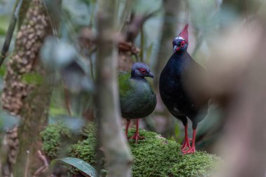 Kekliğin doğa portresi resmi (Rollulus rouloul) ayrıca derin orman ormanlarında bulunan ibikli ahşap keklik, roul-roul, kırmızı taçlı orman kekliği olarak da bilinir..