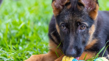 Sevimli ve sevimli Alman çoban köpeği yeşil çimen bahçesinde yatıyor.
