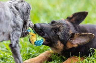 Sevimli ve sevimli Alman çoban köpeği yeşil çimen bahçesinde yatıyor.