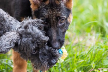 Sevimli ve sevimli Alman çoban köpeği yeşil çimen bahçesinde yatıyor.