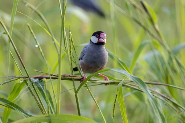 Güzel kuş Java serçesinin doğa görüntüsü (Lonchura oryzivora)