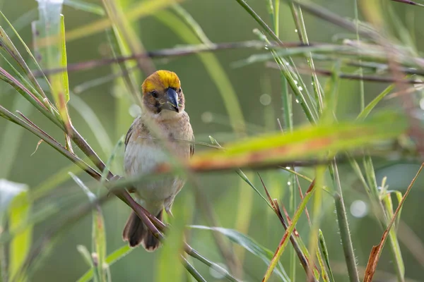Образ Дикой Природы Птицы Байя Стоящей Траве Рисовом Поле — стоковое фото
