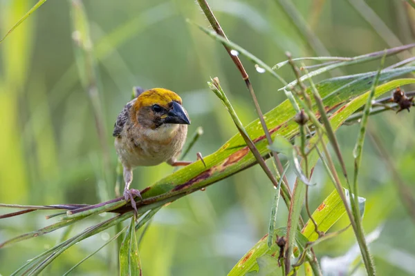 Образ Дикой Природы Птицы Байя Стоящей Траве Рисовом Поле — стоковое фото