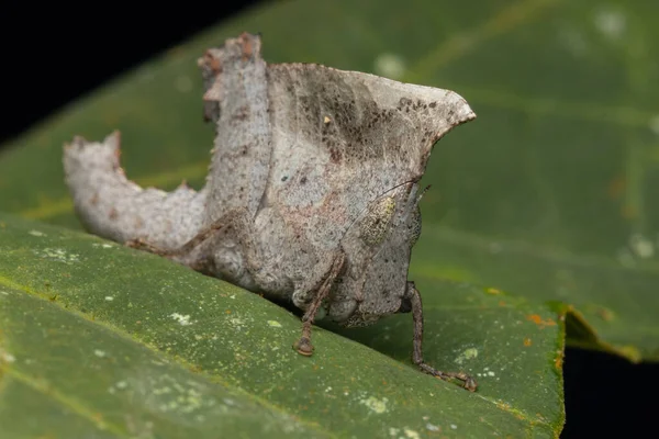 Makrobild Unik Dead Leaf Grasshopper Blad Chorotypus — Stockfoto