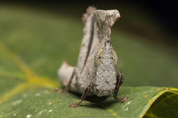 Macro Imagen Grasshopper Hoja Muerta Único Hoja Chorotypus — Foto de Stock