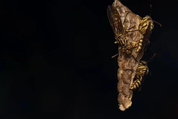 纸蜂的自然宏观形象 — 图库照片
