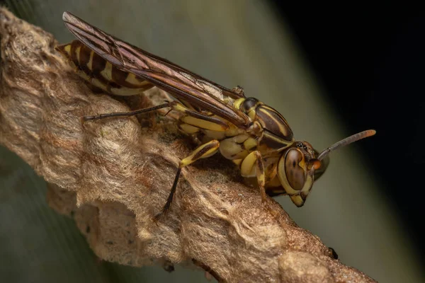 Eşek arısının doğal Makro görüntüsü