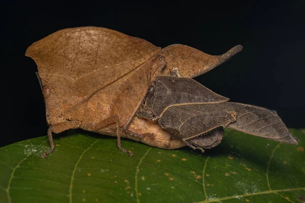 Макроизображение Уникального Мертвечины Grasshopper Leaf Аргументы Факты — стоковое фото