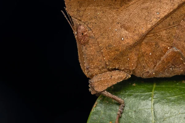 독특한 Grasshopper의 매크로 이미지 Chorotypus — 스톡 사진
