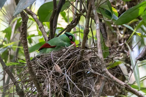 Bornean Green Magpie bird feeding food to baby bird on bird nest