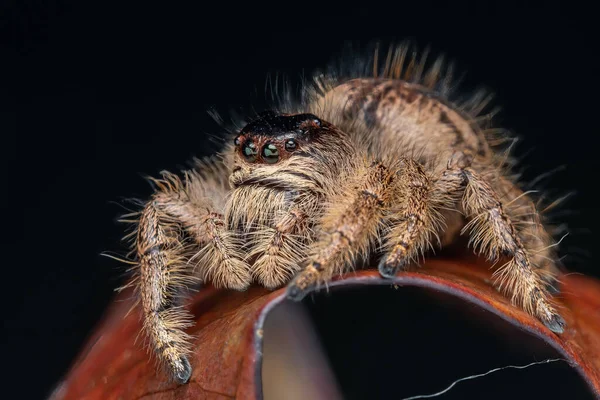 Makro Obraz Pięknej Samicy Jumping Spider Hyllus Giganteus Sabah Borneo — Zdjęcie stockowe