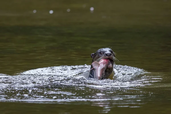 Nature Wildlife Image Wild Otter Catching Fish River — Stock Photo, Image
