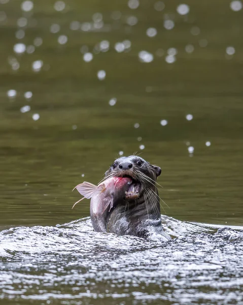 Nehirde Balık Yakalayan Vahşi Samurunun Doğa Görüntüsü — Stok fotoğraf