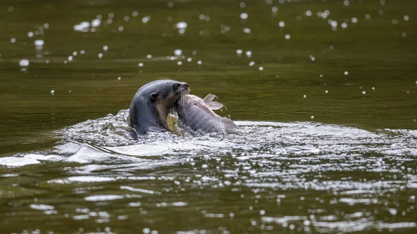 川で魚を捕まえる野生のオタクの自然の野生生物のイメージ — ストック写真