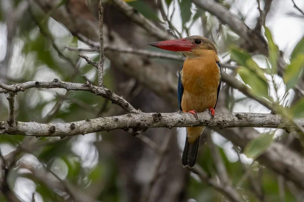 Natureza Vida Selvagem Imagem Strok Faturado Kingfisher Pássaro Poleiro Galhos — Fotografia de Stock