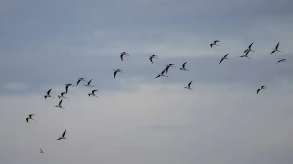 Vogelschwarm Abend Flug Himmel — Stockfoto
