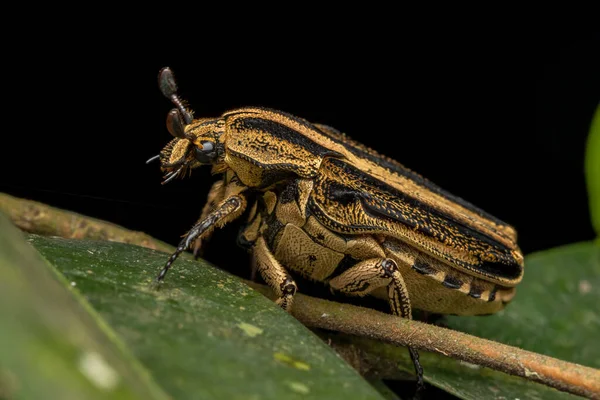 Makrobild Des Käfers Auf Grünen Blättern — Stockfoto