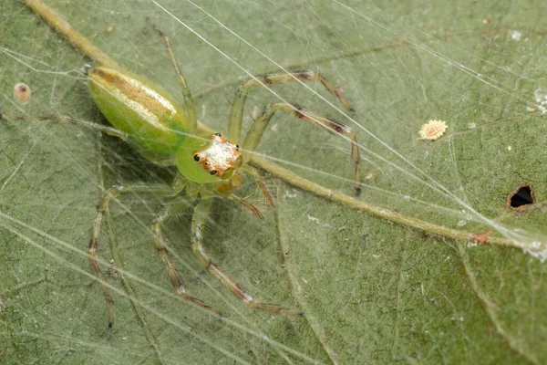 Природа Макро Зображення Зеленого Стрибаючого Павука Зеленому Листі — стокове фото