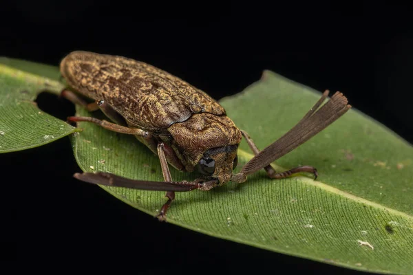 Imagen Macro Escarabajos Con Cuernos Abanico Sandalus — Foto de Stock