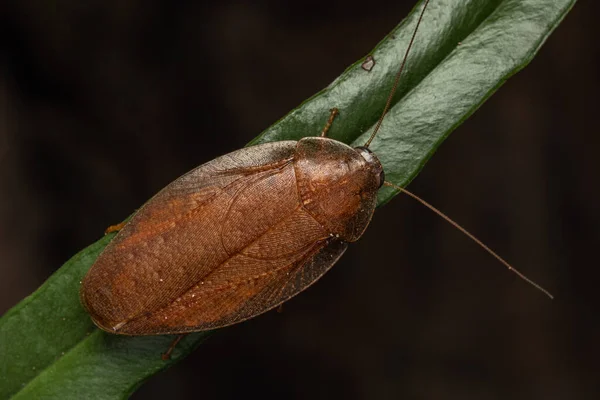 热带雨林丛林中巨大的丛林蟑螂的自然宏观形象 — 图库照片
