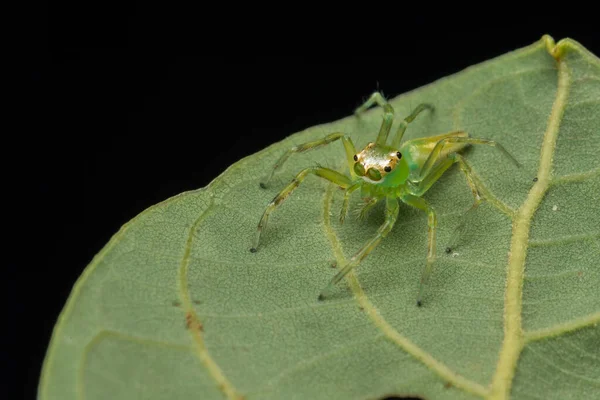 Φύση Μακρο Εικόνα Πράσινου Άλματος Αράχνης Πράσινα Φύλλα — Φωτογραφία Αρχείου