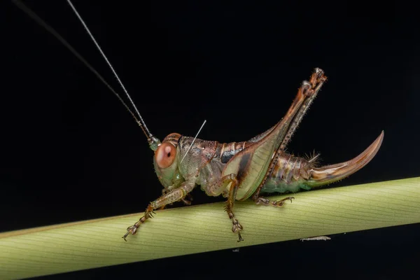 婆罗洲沙巴岛大型蟋蟀在绿叶上的宏观形象 — 图库照片