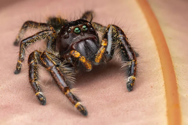 Güzelim Erkek Sıçrayan Örümcek Hyllus Giganteus Sabah Borneo Daki Makro — Stok fotoğraf
