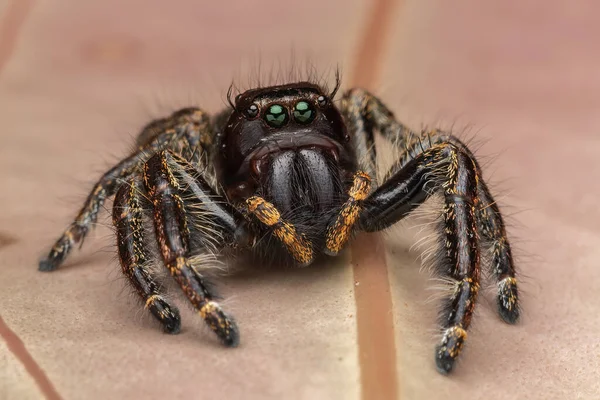 Güzelim Erkek Sıçrayan Örümcek Hyllus Giganteus Sabah Borneo Daki Makro — Stok fotoğraf