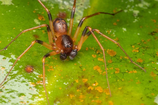 Imagine Macro Frumosului Păianjen Mallinella Păianjen Care Mănâncă — Fotografie, imagine de stoc