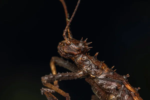 巨大なスティック昆虫やボルネオ島の自然のジャングルビュー ハニエラエキナータスパ — ストック写真
