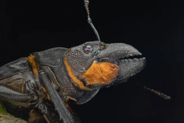 Makro Obraz Stag Beetle Odontolabis Cypri Jest Endemiczny Dla Borneo — Zdjęcie stockowe