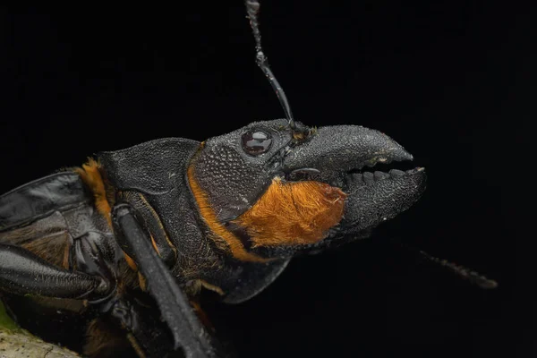 Macro Image Stag Beetle Odontolabis Cypri Endemic Borneo — Stock Photo, Image