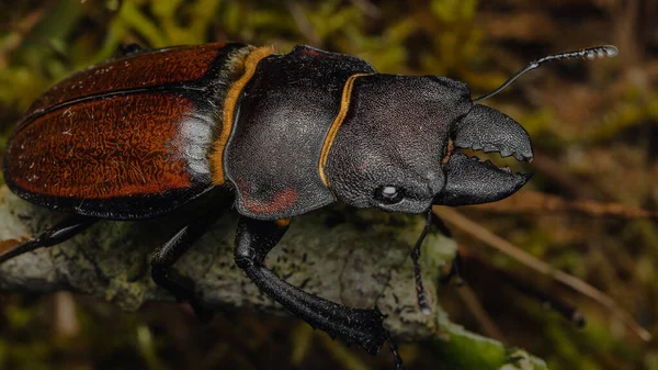 Imagen Macro Stag Beetle Odontolabis Cypri Endémica Borneo —  Fotos de Stock