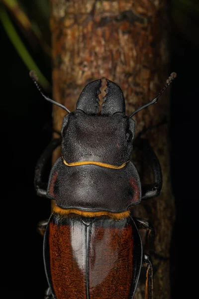 Imagen Macro Stag Beetle Odontolabis Cypri Endémica Borneo — Foto de Stock