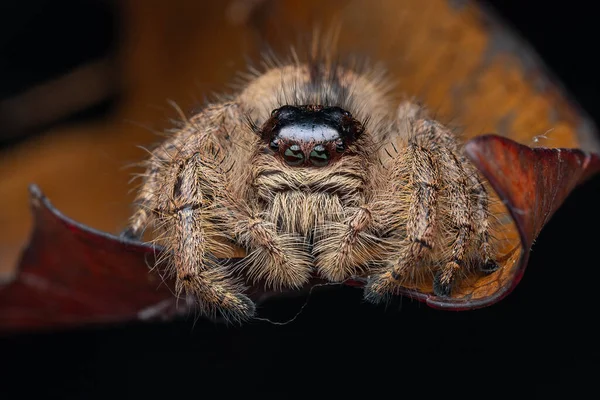 Makro Obraz Pięknej Samicy Jumping Spider Hyllus Giganteus Sabah Borneo — Zdjęcie stockowe