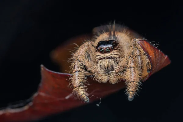 Μακρο Εικόνα Της Όμορφης Θηλυκής Jumping Spider Hyllus Giganteus Στη — Φωτογραφία Αρχείου