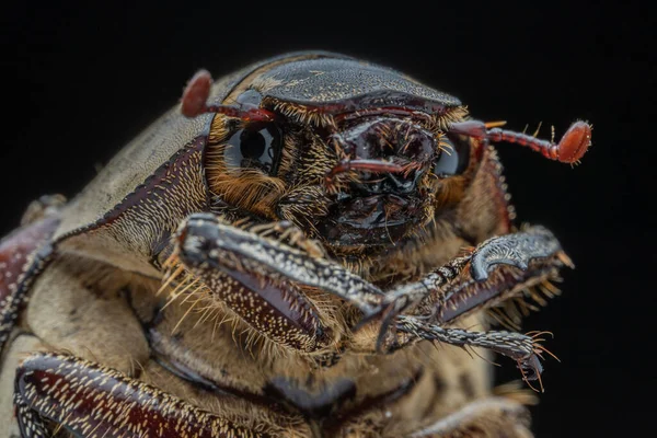 Extreme Close Scarab Beetle — Stock Photo, Image